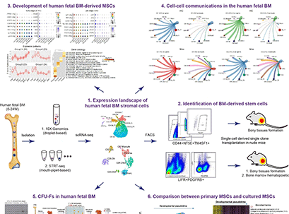Collaborative research led by Yongsheng Zhou, Fuchou Tang and Jie Qiao on identification of human fetal bone marrow-derived stem cells at single-cell resolution 